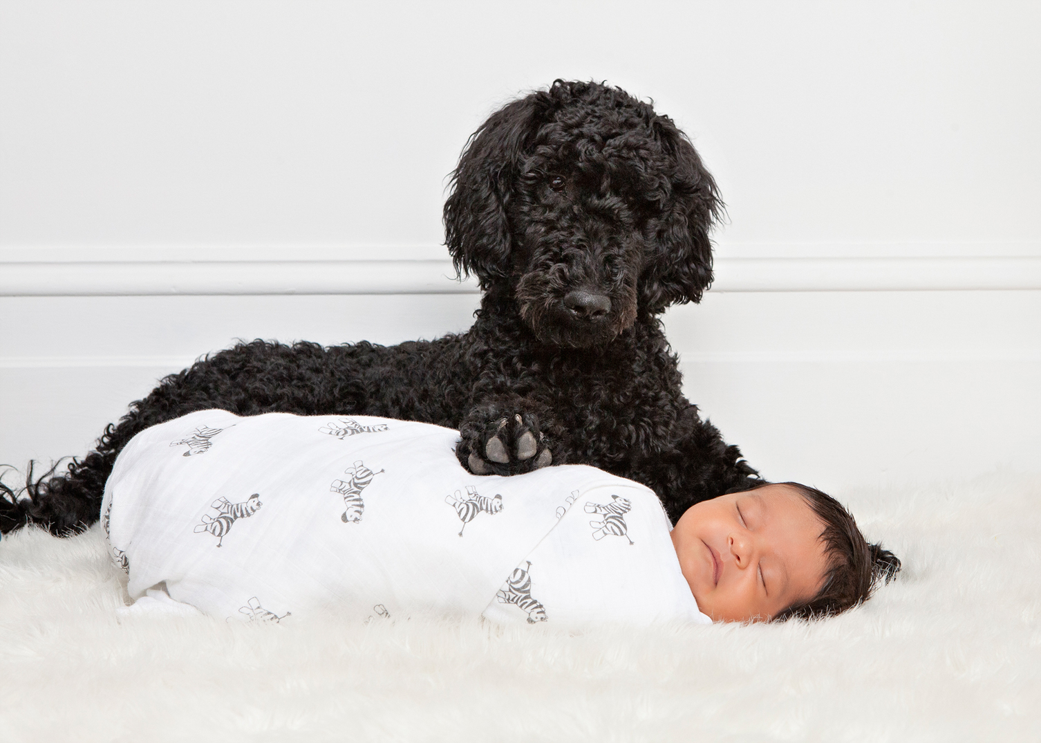 Newborn and Dog Newborn Photography Melbourne