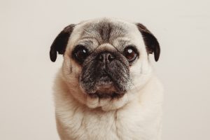 Dog Photography Melbourne