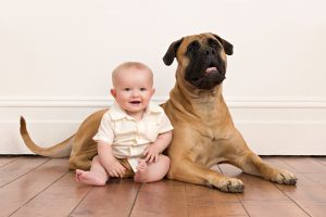 Dog Photography Melbourne 005