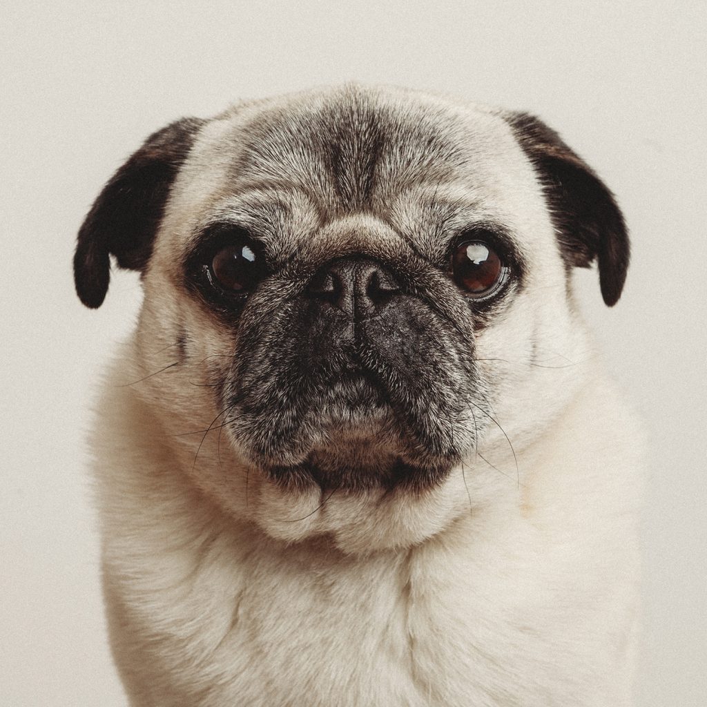 Dog Photography Melbourne